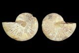 3.3" Cut & Polished Agatized Ammonite Fossil (Pair) - Jurassic - #131690-1
